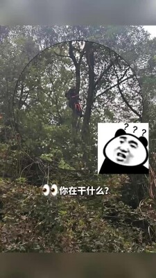 男子爬树掏蜂窝反被困，消防紧急救援