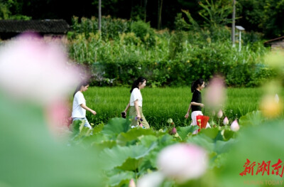 田园风景引客来