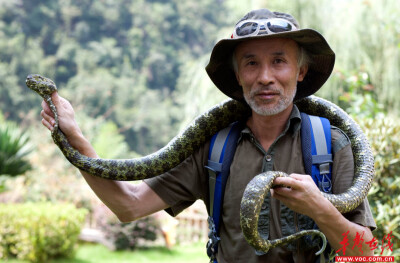 神奇生物在莽山②｜“蛇博士”陈远辉与莽山烙铁头蛇的36年