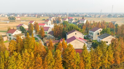 水杉扮靓美丽乡村