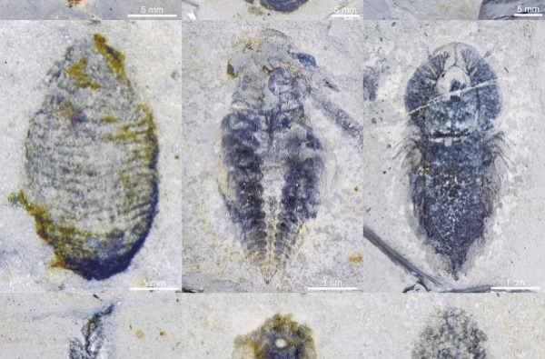 花垣生物群：重新勾勒地球5亿年生命演化图景