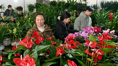 年宵花热销