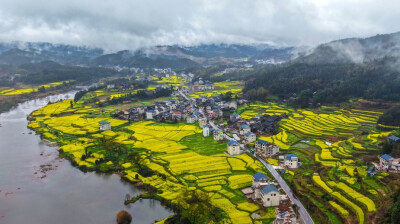 油菜花开 春意盎然