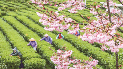 春茶飘香采摘忙