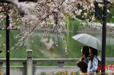 雨中赏花