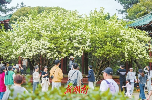 春意浓
