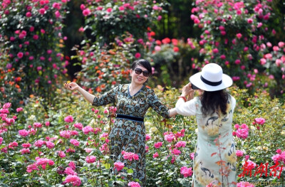 百花争艳春意浓