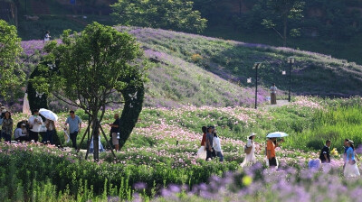 口袋公园花满园