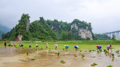 冒雨插秧抢农时