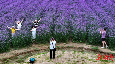 马鞭草花海迎客来
