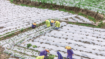 小蜜薯 大产业