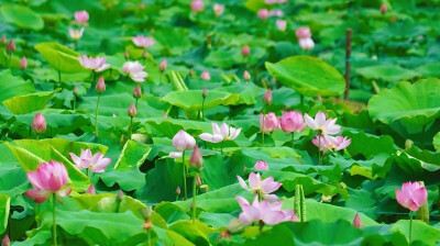 夏日荷塘 风光如画