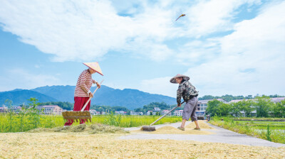 万亩示范区“双抢”忙
