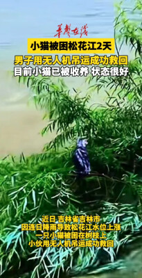 小猫被困松花江漂流2天 男子用无人机救回
