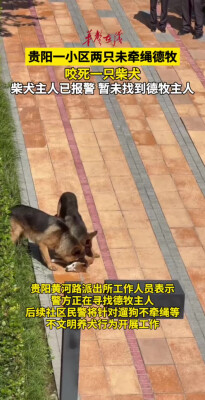 未牵绳德牧咬死柴犬 柴犬主人已报警