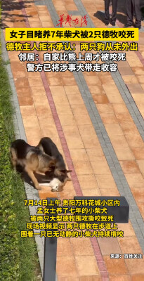 女子目睹养7年柴犬被2只德牧咬死