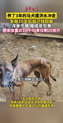 马犬被洪水冲走10天后自己找回家