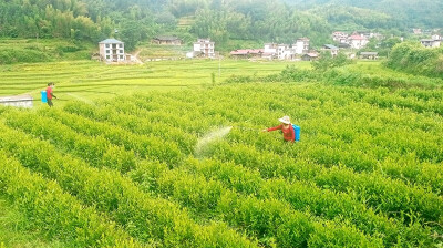茶叶管护正当时