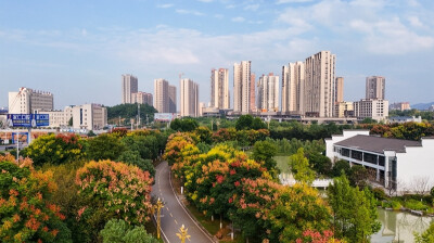 栾树花开秋色美