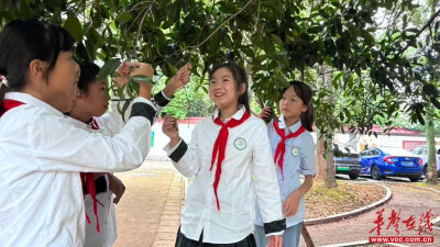 秋雨落桂香 诗意润童心 武陵区青林小学开展中秋寻桂主题美育实践活动