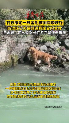 金毛犬被困峡谷  热心大哥越过悬崖营救