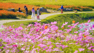 赴一场限定秋日花海浪漫