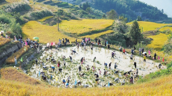 云上梯田庆丰收