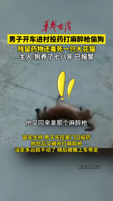男子开车进村投药打麻醉枪偷狗 残留药物毒死一只大花猫
