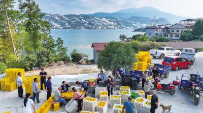 东江湖蜜橘上市