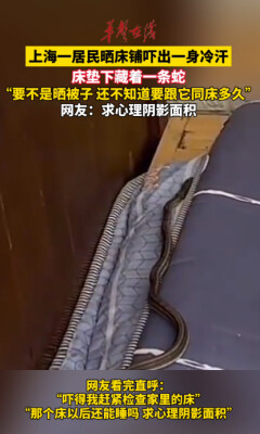 上海一居民晒床铺掀出一条蛇 网友：求心理阴影面积