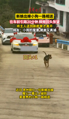 贵州铜仁一新娘出嫁 狗狗奔跑20分钟一路相送