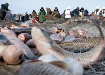 万鱼腾跃 在中俄界湖体验冬捕