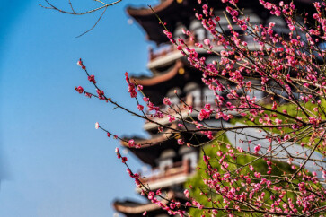 红梅花开迎新春