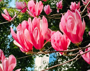 一树繁花入春来