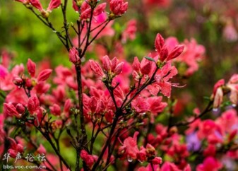 岭上开满了映山红