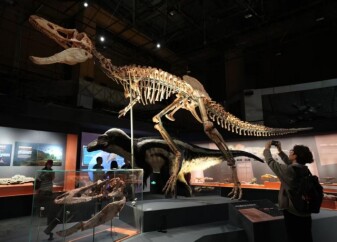 霸王龙化石大陆首展 中国暴龙家族全线集结