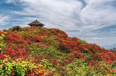 浏阳大围山杜鹃花海
