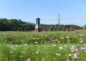 湘潭盘龙大观园风车花海迎盛花期