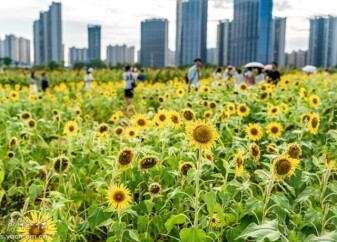阳光下的花海