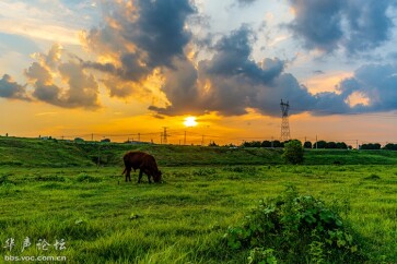夕阳下的长沙“小草原”