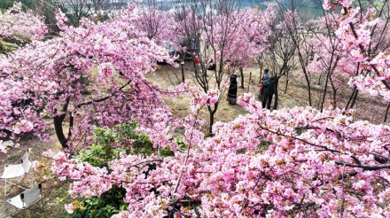 冬日樱花迎客来