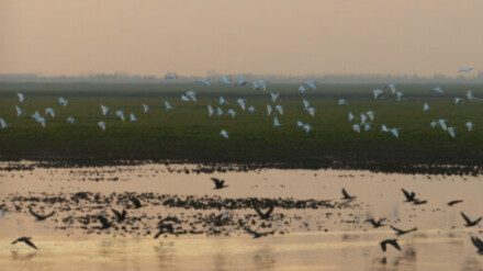 候鸟“春运”到站湖南——解读2026年全省越冬候鸟同步调查