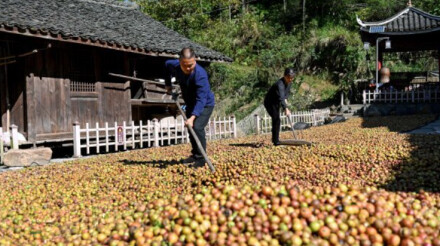湖南油茶“赶考”千亿时代
