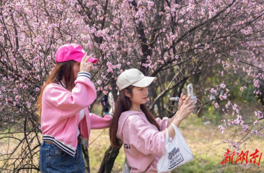 春色满园 “梅” 不胜收