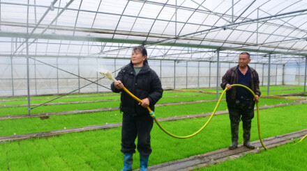 夫妻2人，种100亩双季稻，年赚10万元 湖南出台举措支持“211”等农业适度规模经营