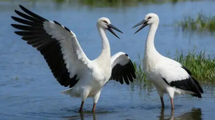 湖南“爱鸟周”丨get鸟类知识，保护大自然精灵