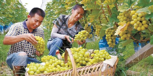葡萄产业助农“甜蜜增收”