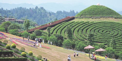 畅游茶乡花海