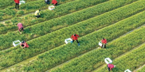 采收韭菜 供应市场