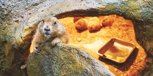 萌宠过冬 取暖有方